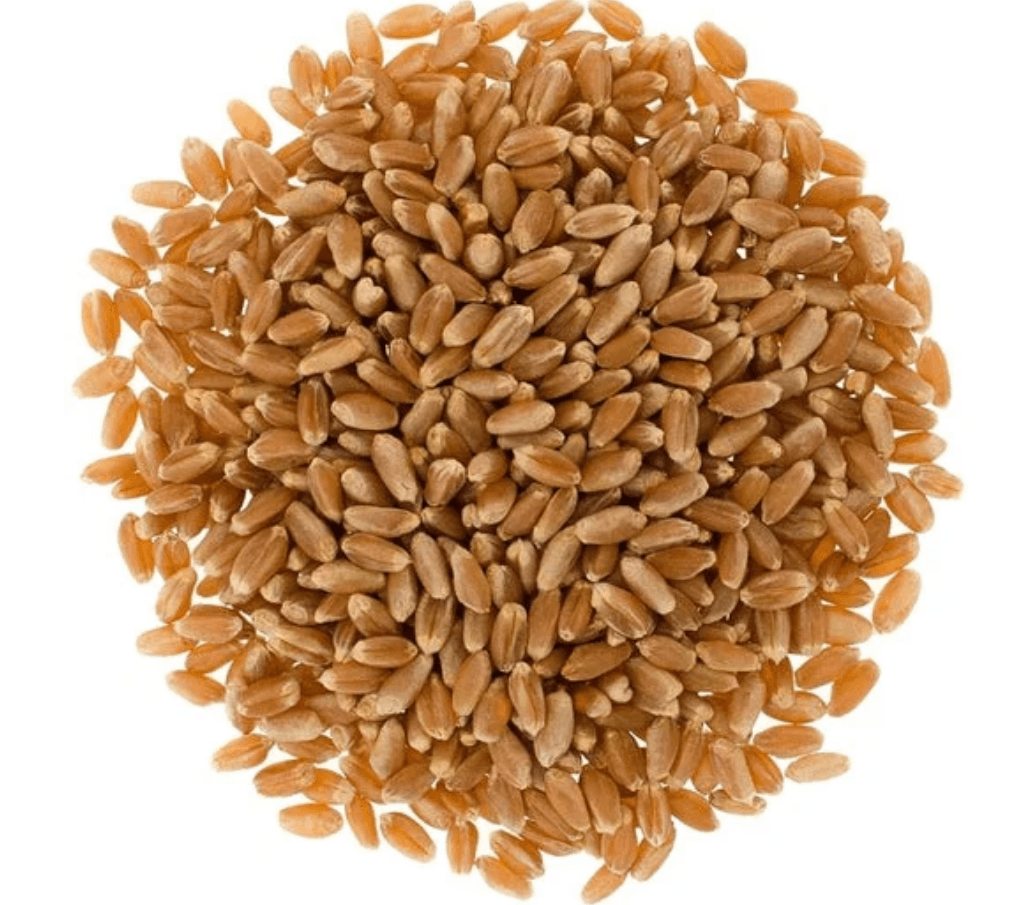 Gallagher Red Wheat Berries