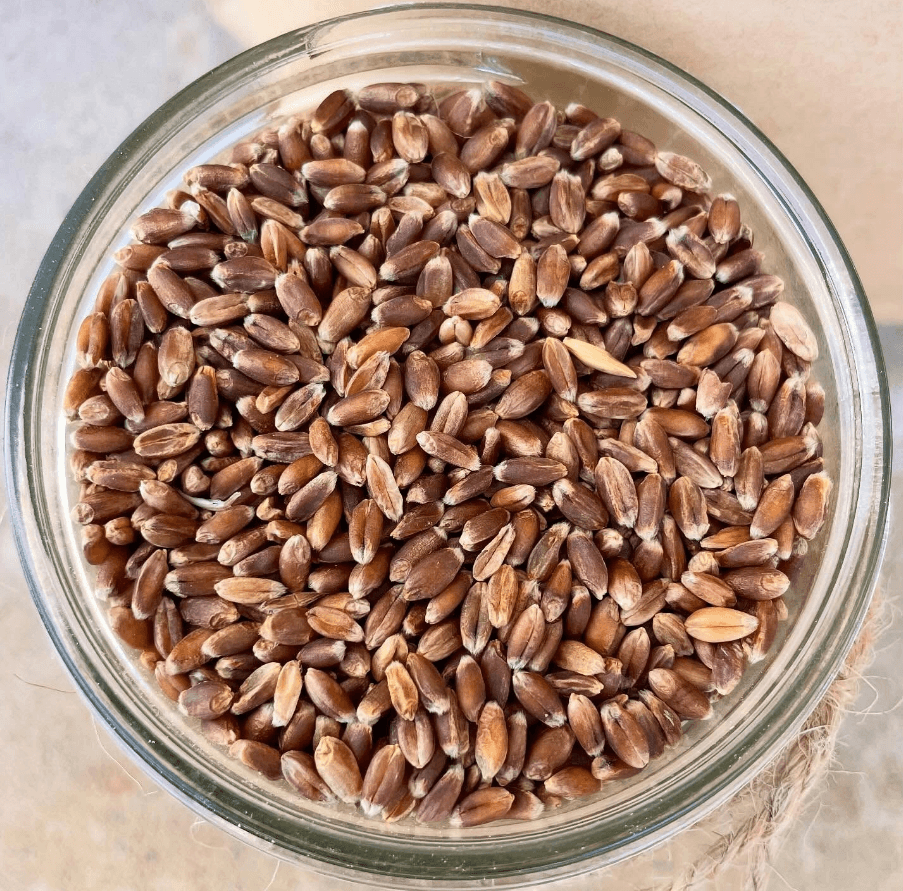 Purple Wheat Berries, 5 LB