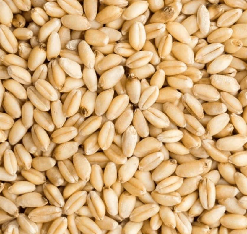 Big Country White Wheat Berries, 5 LB
